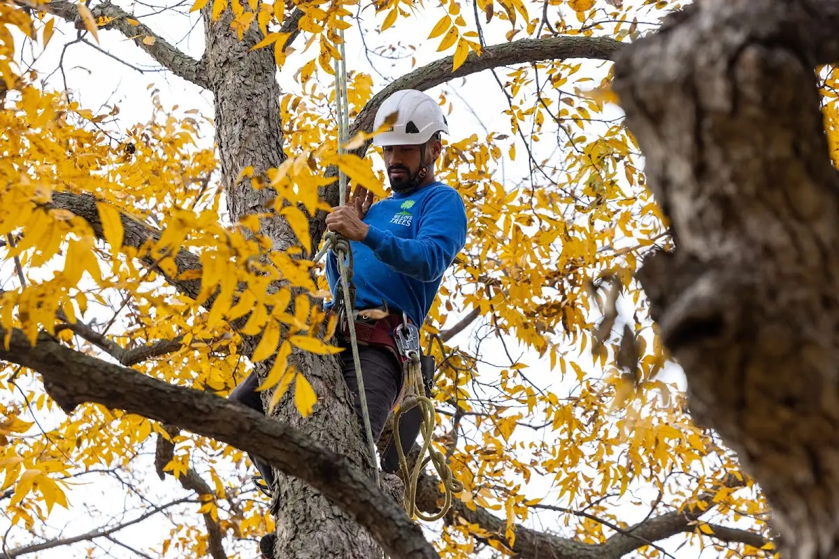 Skilled Tree Planing crew working in Coxsackie